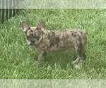 Small #10 French Bulldog