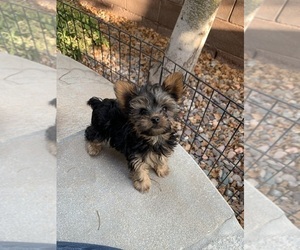 Yorkshire Terrier Puppy for sale in LAS VEGAS, NV, USA
