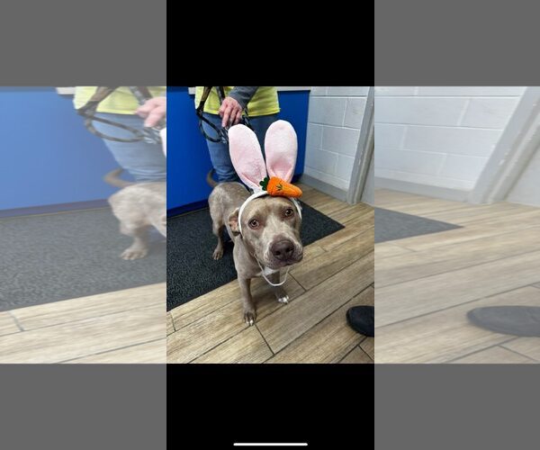 Medium Photo #3 Mutt Puppy For Sale in Rowlett, TX, USA