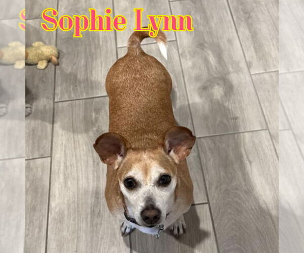 Medium Photo #17 Chiweenie Puppy For Sale in San Antonio, TX, USA