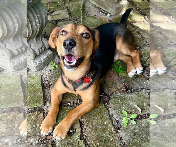 Medium Photo #1 Beagle-Unknown Mix Puppy For Sale in Dunnellon, FL, USA