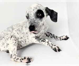 Mutt Dogs for adoption in Houston, TX, USA