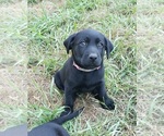 Small #22 Labrador Retriever