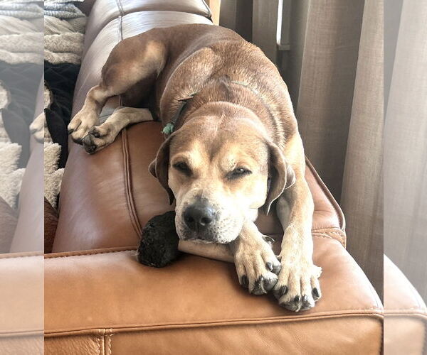 Medium Photo #6 Labrador Retriever-Unknown Mix Puppy For Sale in Wakefield, RI, USA