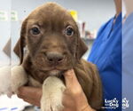 Small #2 Labrador Retriever Mix