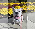 Small Bulldog Mix