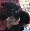 Small Photo #17 German Shepherd Dog Puppy For Sale in NEW BRAUNFELS, TX, USA
