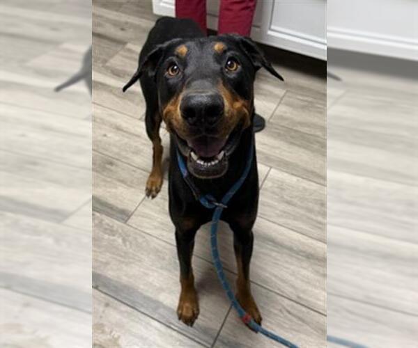 Medium Photo #1 Doberman Pinscher Puppy For Sale in Redlands, CA, USA