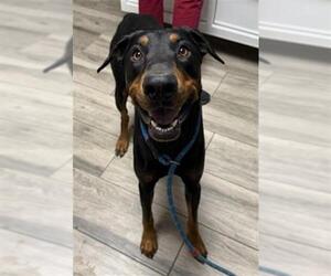 Doberman Pinscher Dogs for adoption in Redlands, CA, USA