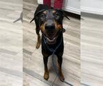 Small Doberman Pinscher