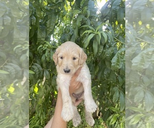 Goldendoodle Puppy for sale in BAKERSFIELD, CA, USA