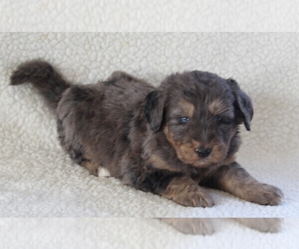 Medium Photo #3 Bernedoodle Puppy For Sale in FREDERICKSBURG, OH, USA