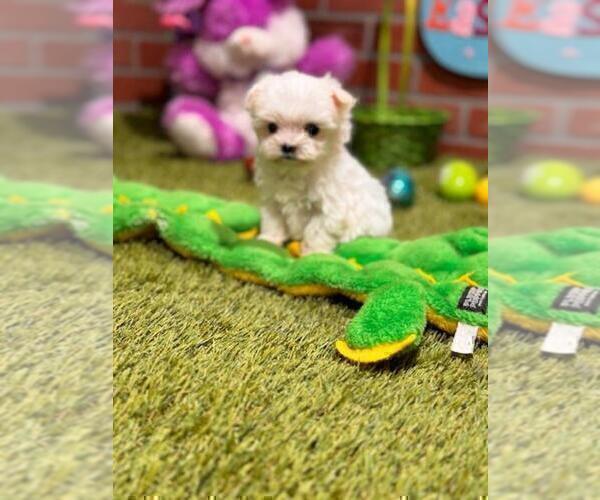 Medium Photo #1 Maltese Puppy For Sale in HOUSTON, TX, USA