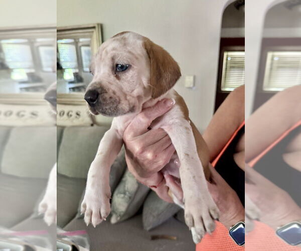 Medium Photo #4 American Staffordshire Terrier-Unknown Mix Puppy For Sale in Brewster, NY, USA