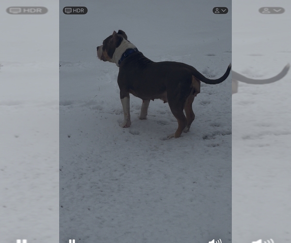 Medium Photo #1 American Bully Puppy For Sale in GLASSPORT, PA, USA