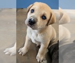 Small Mutt