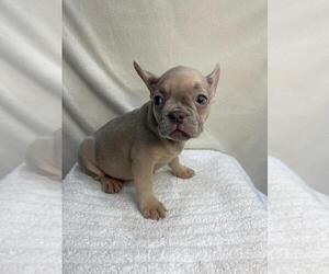 French Bulldog Puppy for sale in CHARLESTON, SC, USA