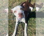 Small #1 Mutt
