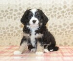 Image preview for Ad Listing. Nickname: Joey