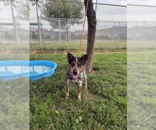 Medium Photo #2 Mutt Puppy For Sale in Modesto, CA, USA