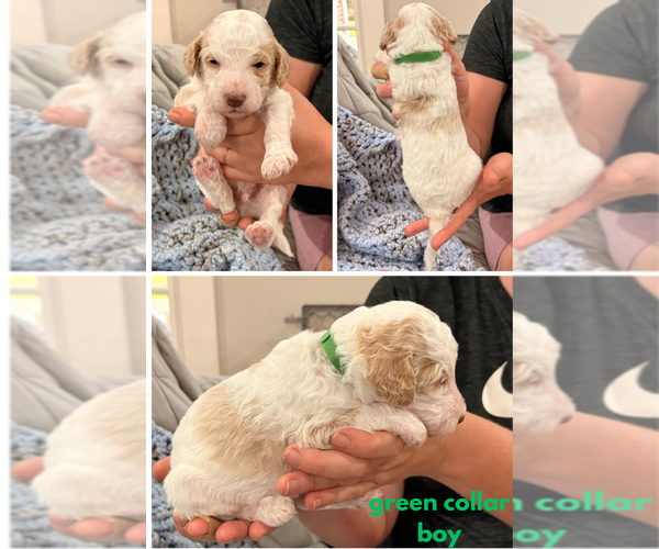 Medium Photo #9 Poodle (Standard) Puppy For Sale in CORYDON, IN, USA