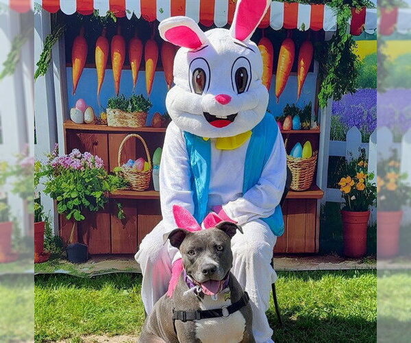 Medium Photo #3 Mutt Puppy For Sale in Long Beach, CA, USA