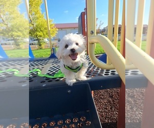 Maltese Puppy for sale in BEAR RIVER, WY, USA