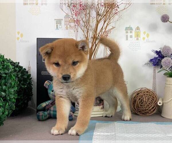 Medium Photo #2 Shiba Inu Puppy For Sale in CHICAGO, IL, USA