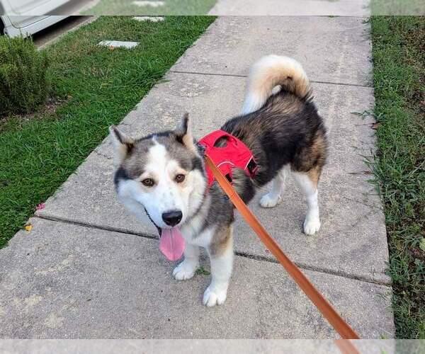 Medium Photo #12 Siberian Husky Puppy For Sale in Holly Springs, NC, USA