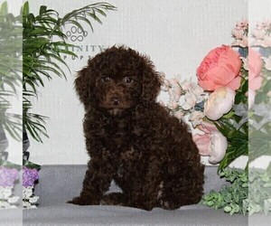 Cavapoo Puppy for sale in RISING SUN, MD, USA