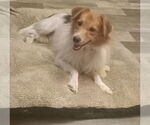 Small #3 Mutt
