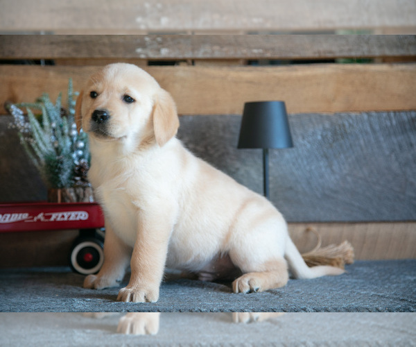 Medium Photo #1 Golden Labrador Puppy For Sale in GOSHEN, IN, USA
