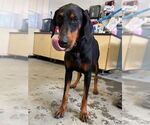 Small Doberman Pinscher