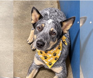 Morgan Wallen - Male Mutt Dog for Adoption - Photo #2