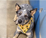 Small Photo #2 Mutt Puppy For Sale in Euless, TX, USA