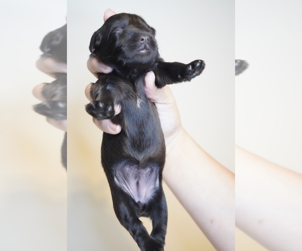 Medium Photo #8 Schnauzer (Miniature) Puppy For Sale in MIAMI, FL, USA