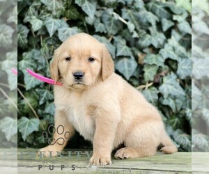 Golden Retriever Puppy for sale in NEW HOLLAND, PA, USA