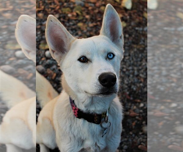 Medium Photo #1 Siberian Husky Puppy For Sale in Calgary, Alberta, Canada