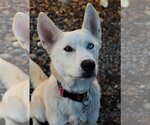 Small Siberian Husky
