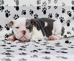 Small Photo #3 Bulldog Puppy For Sale in BOSTON, MA, USA