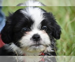 Small #1 Auss-Tzu