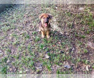 German Shepherd Dog Puppy for sale in ROBINSON, TX, USA