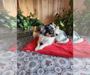Mother of the Chihuahua puppies born on 06/20/2025