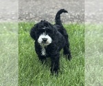 Small #1 Miniature Bernedoodle
