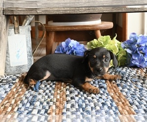 Chihuahua Puppy for sale in MOUNT VERNON, OH, USA
