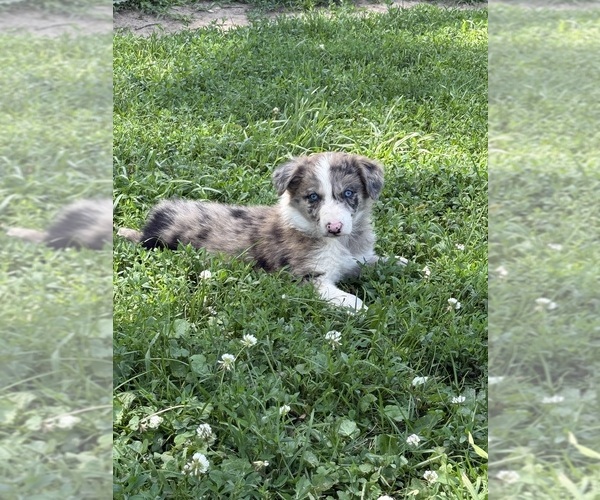 Medium Photo #1 Border Collie Puppy For Sale in BERRIEN SPRINGS, MI, USA