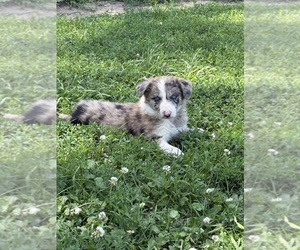 Medium Border Collie