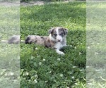 Puppy Ace Border Collie