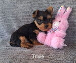Small #2 Yorkshire Terrier