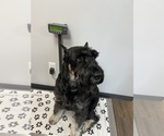 Small #16 Schnauzer (Giant)